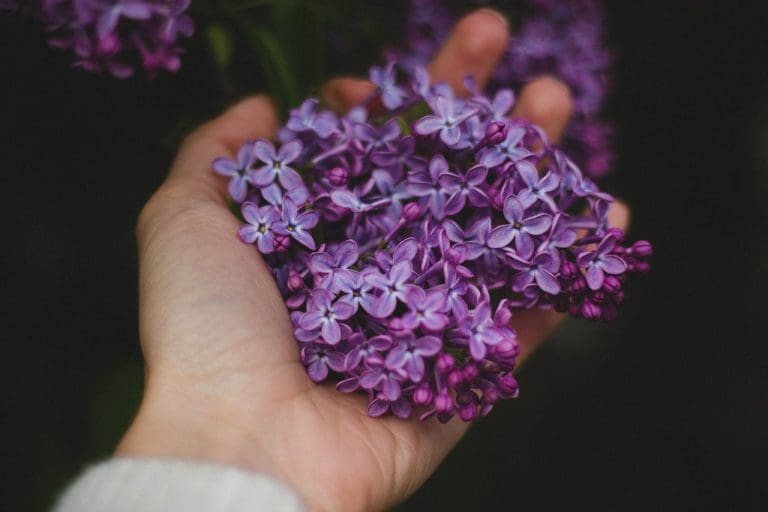 hand-1281649_1280 | Kurvana | Curated for years. Experienced in moments. Terpinolene Terpenes: Effects, Benefits, & Strains For Elevated Wellness