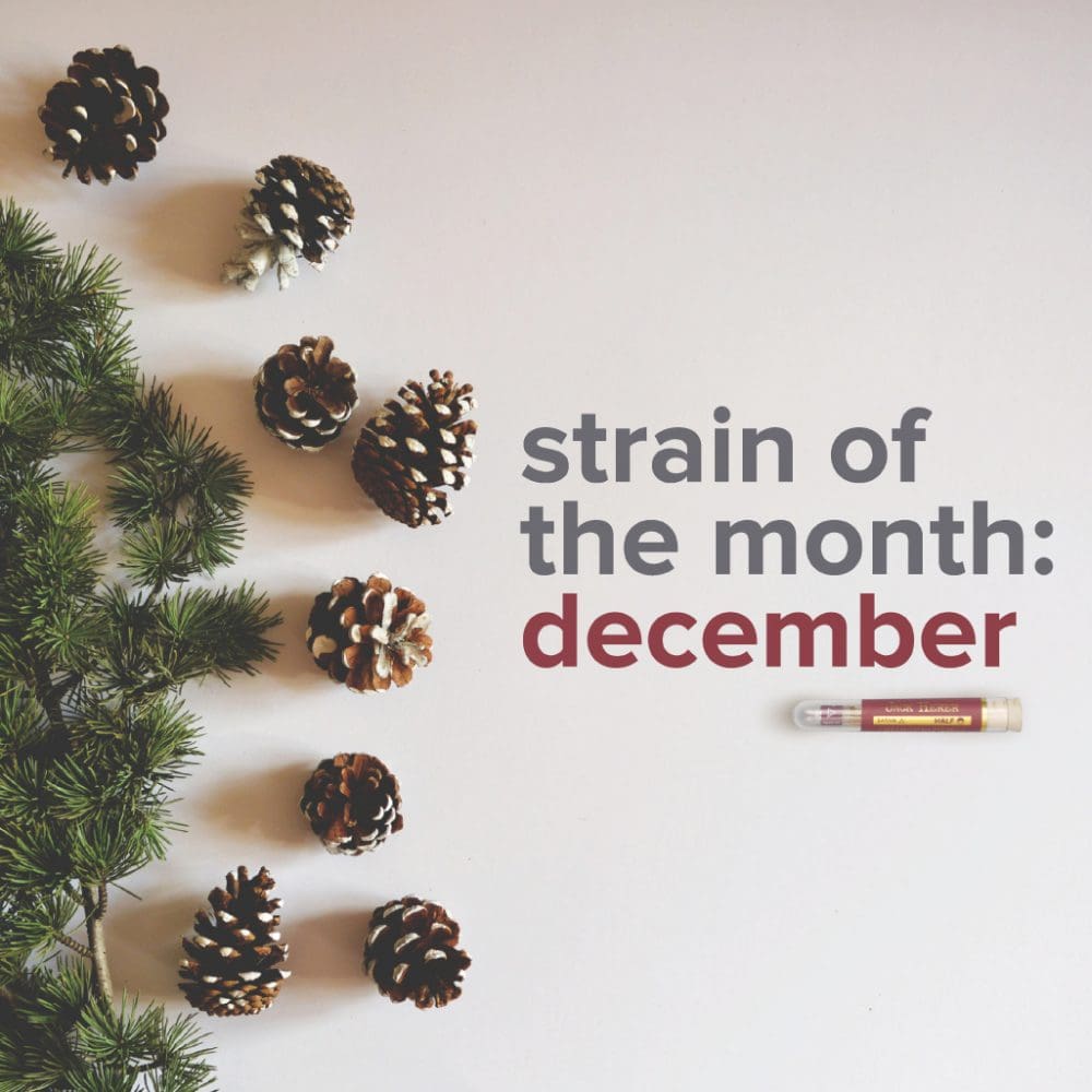 sotm | Kurvana | Curated for years. Experienced in moments. December Strain Of The Month: Jack Herer
