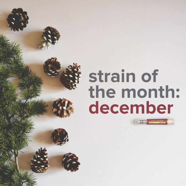 sotm | Kurvana | Curated for years. Experienced in moments. December Strain Of The Month: Jack Herer