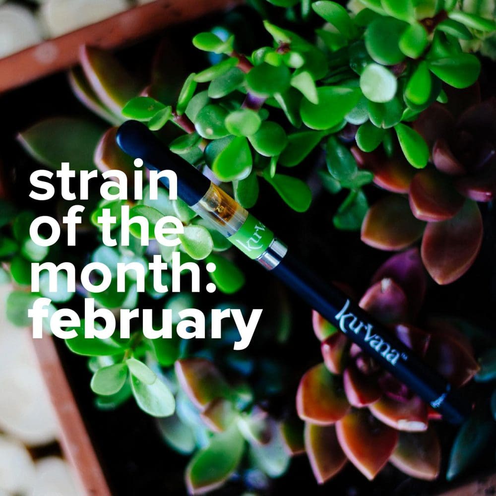 sotm-feb-01 | Kurvana | Curated for years. Experienced in moments. February: Pineapple Express Strain of the Month