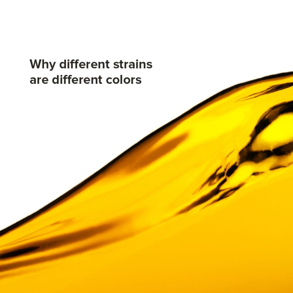 What Colors Cannabis