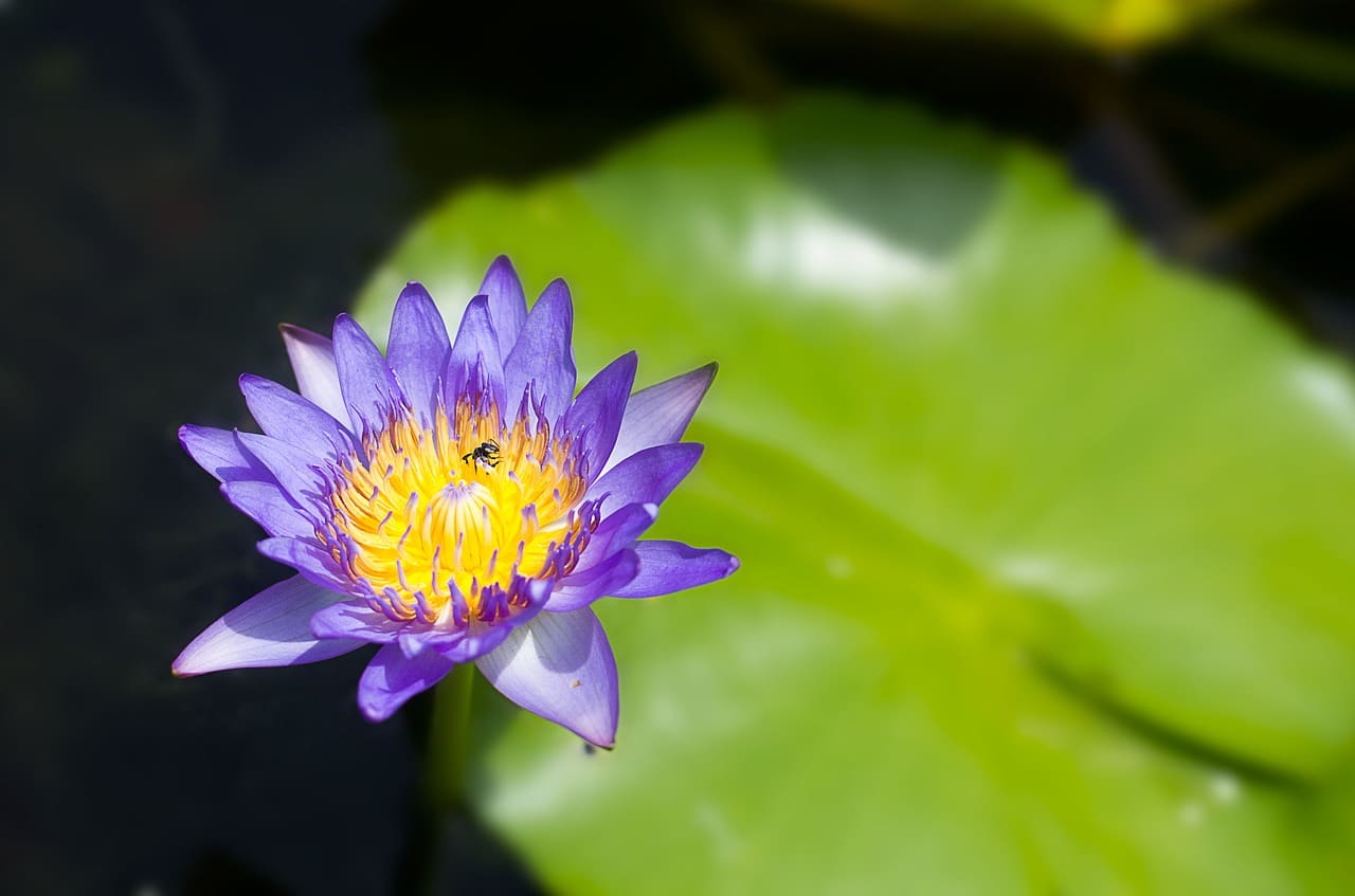 lotus-1347054_1280 | Kurvana | Curated for years. Experienced in moments.