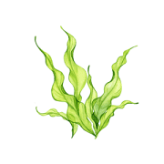 algal | Kurvana | Curated for years. Experienced in moments.
