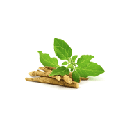 ashwagandha | Kurvana | Curated for years. Experienced in moments.