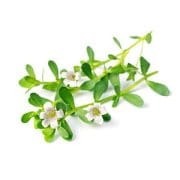 bacopa | Kurvana | Curated for years. Experienced in moments.