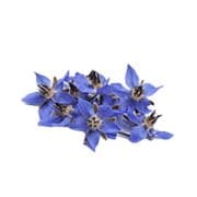 blue-tansy | Kurvana | Curated for years. Experienced in moments.
