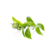 green-tea | Kurvana | Curated for years. Experienced in moments.