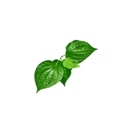 kava | Kurvana | Curated for years. Experienced in moments.