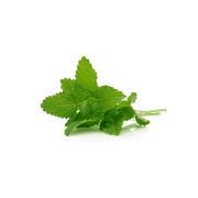 lemon-balm | Kurvana | Curated for years. Experienced in moments.