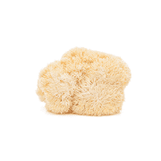 lions-mane | Kurvana | Curated for years. Experienced in moments.