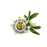passionflower | Kurvana | Curated for years. Experienced in moments.