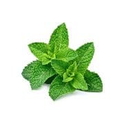 peppermint | Kurvana | Curated for years. Experienced in moments.