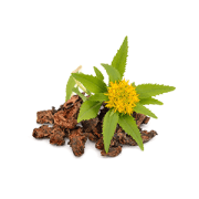 rhodiola | Kurvana | Curated for years. Experienced in moments.