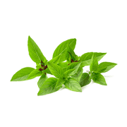 thai-basil | Kurvana | Curated for years. Experienced in moments.