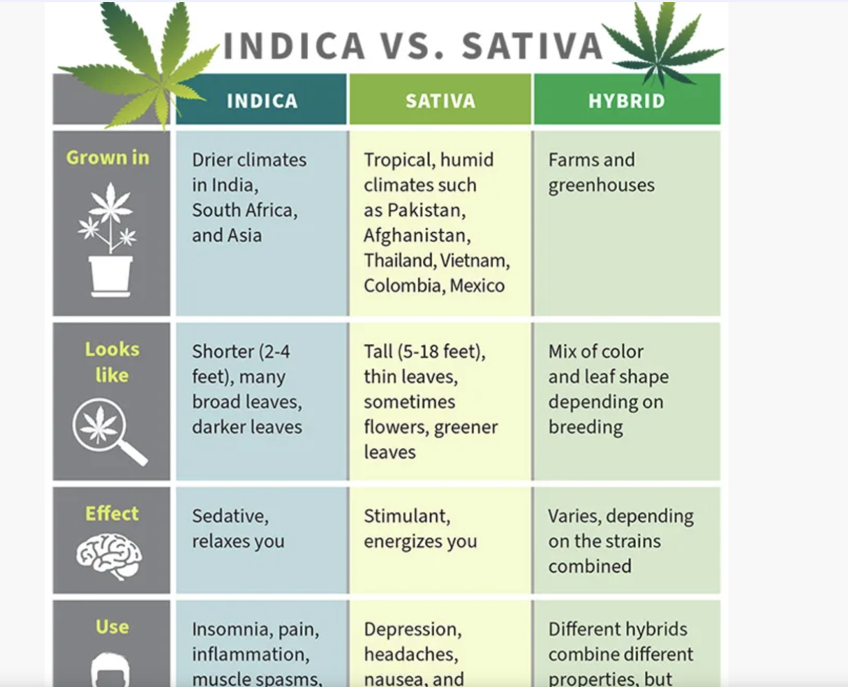 indica vs sativa | Kurvana | Curated for years. Experienced in moments. Comparison chart of Indica vs. Sativa vs. Hybrid cannabis, detailing grow regions, appearance, effects, and uses.