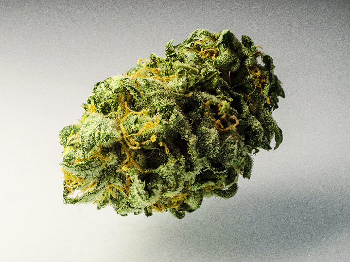 chocolope-strain-studio | Kurvana | Curated for years. Experienced in moments. Close-up of frosty cannabis bud with orange hairs, isolated on a neutral background.