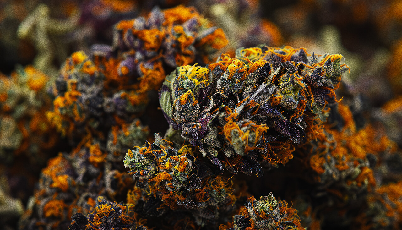 jack-herer-stain-cannabis-nugs | Kurvana | Curated for years. Experienced in moments. Close-up of colorful cannabis buds with purple and orange hues, highlighting their vibrant trichomes.