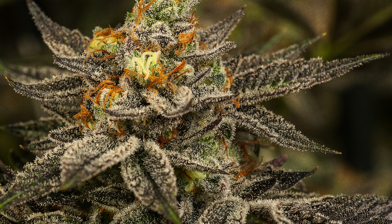 orange-cookies-strain | Kurvana | Curated for years. Experienced in moments. Close-up of frosty cannabis bud with orange pistils and vibrant trichomes, showcasing high-quality marijuana.