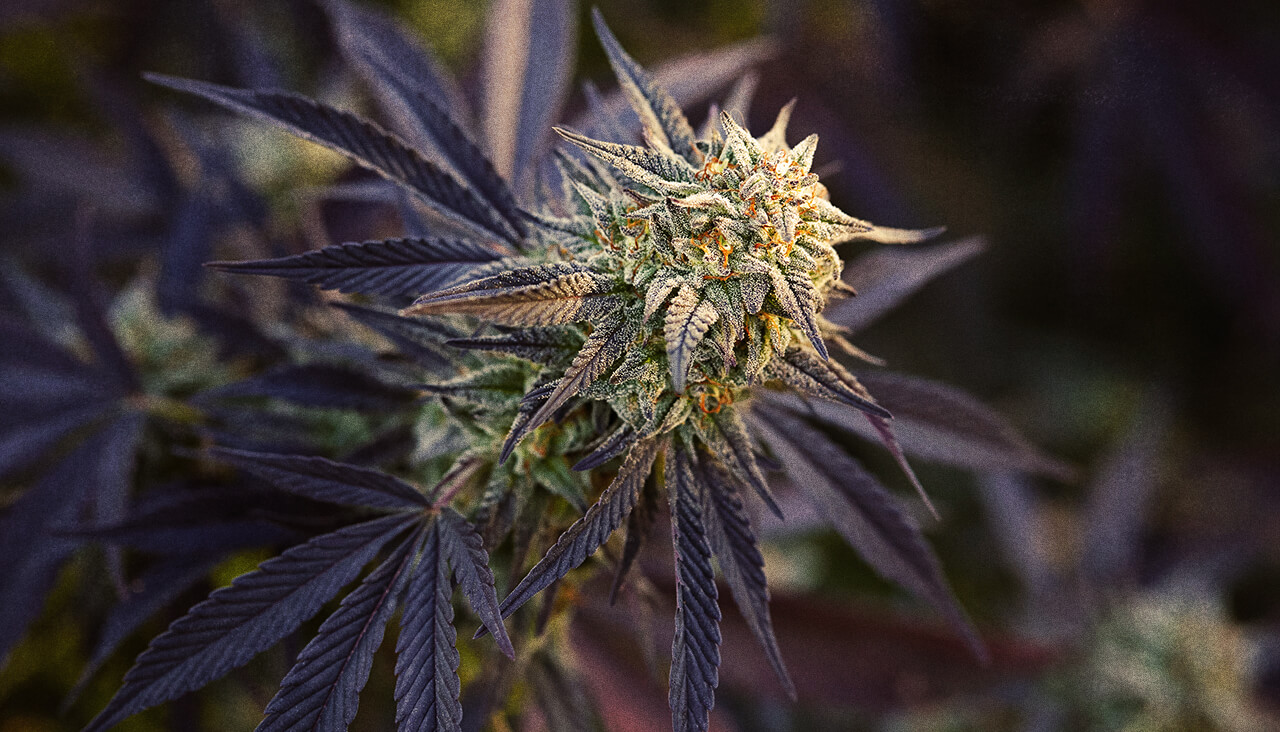 wedding-cake-strain | Kurvana | Curated for years. Experienced in moments. Close-up of a cannabis plant with frosty trichomes and dark green leaves in natural light.