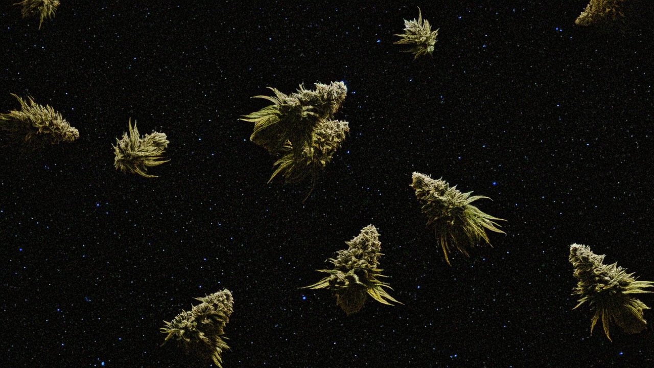 alien-kush-image | Kurvana | Curated for years. Experienced in moments. Floating cannabis buds against a starry night sky, resembling asteroids in space.